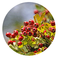Bearberry Extract