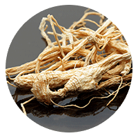 Korean Ginseng
