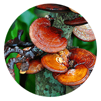 Reishi Mushroom
