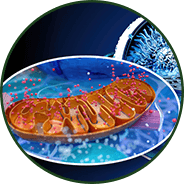 Liposomal AKG