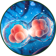 Liposomal AKG