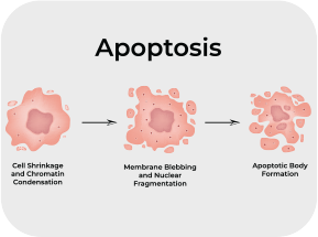 GenuinePurity Liposomal Apigenin