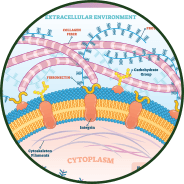 GenuinePurity Liposomal L-Glutathione