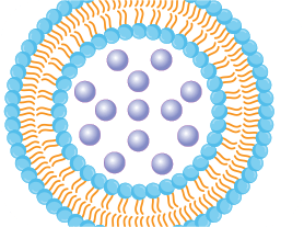 Liposomal delivery system from sunflower lecithin