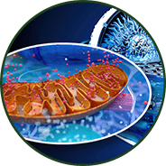 GenuinePurity Liposomal L-Glutathione