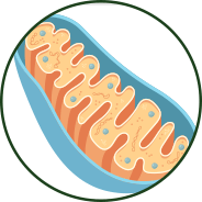 Mitochondrial & Cellular Health