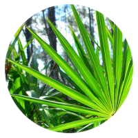 Solidilin
